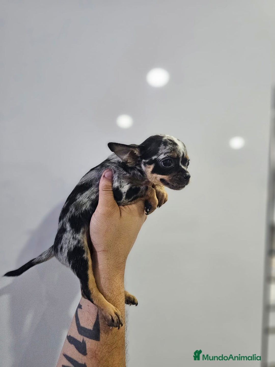 Chihuahua perros en venta: Increíbles chihuahuas toy merles - Imagen 10