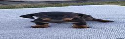 Teckel perros en venta: Teckel  - Anuncio 4
