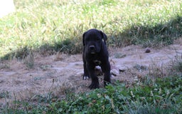 Dogo Alemán perros en venta: Dogo aleman / gran danés  - Imagen 5