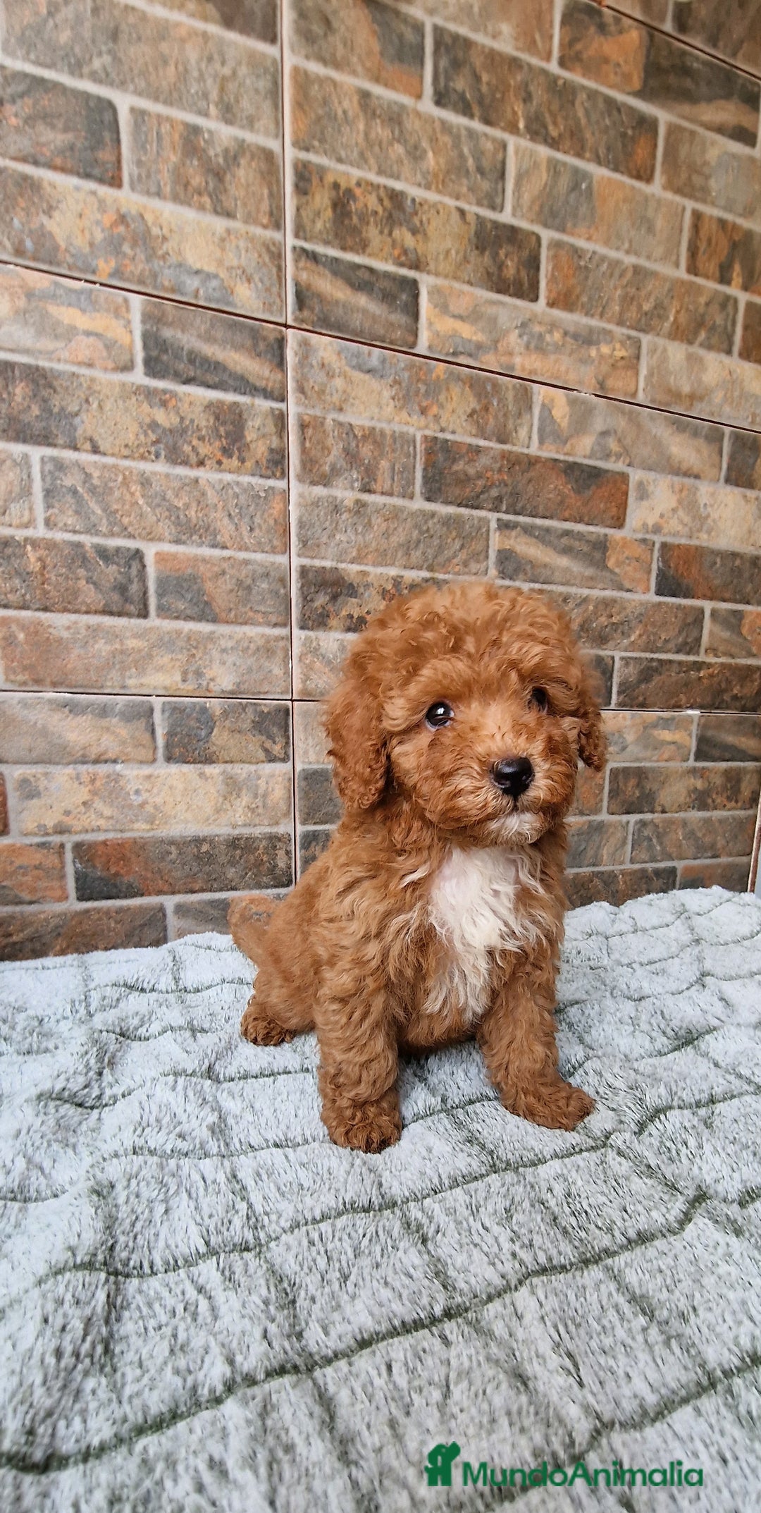Caniche Enano perros en venta: Macho rojo pimentón  - Imagen 2