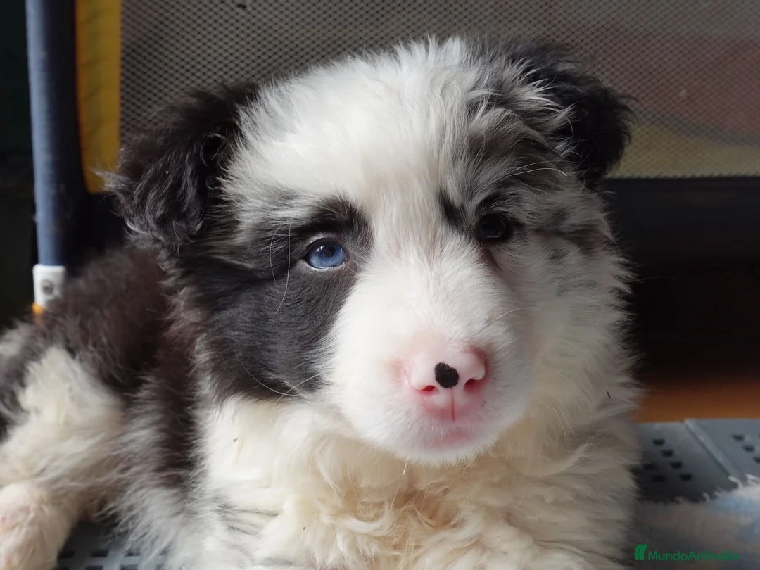 Border Collie perros en venta: Preciosa Border Collie Merle  - Anuncio 3