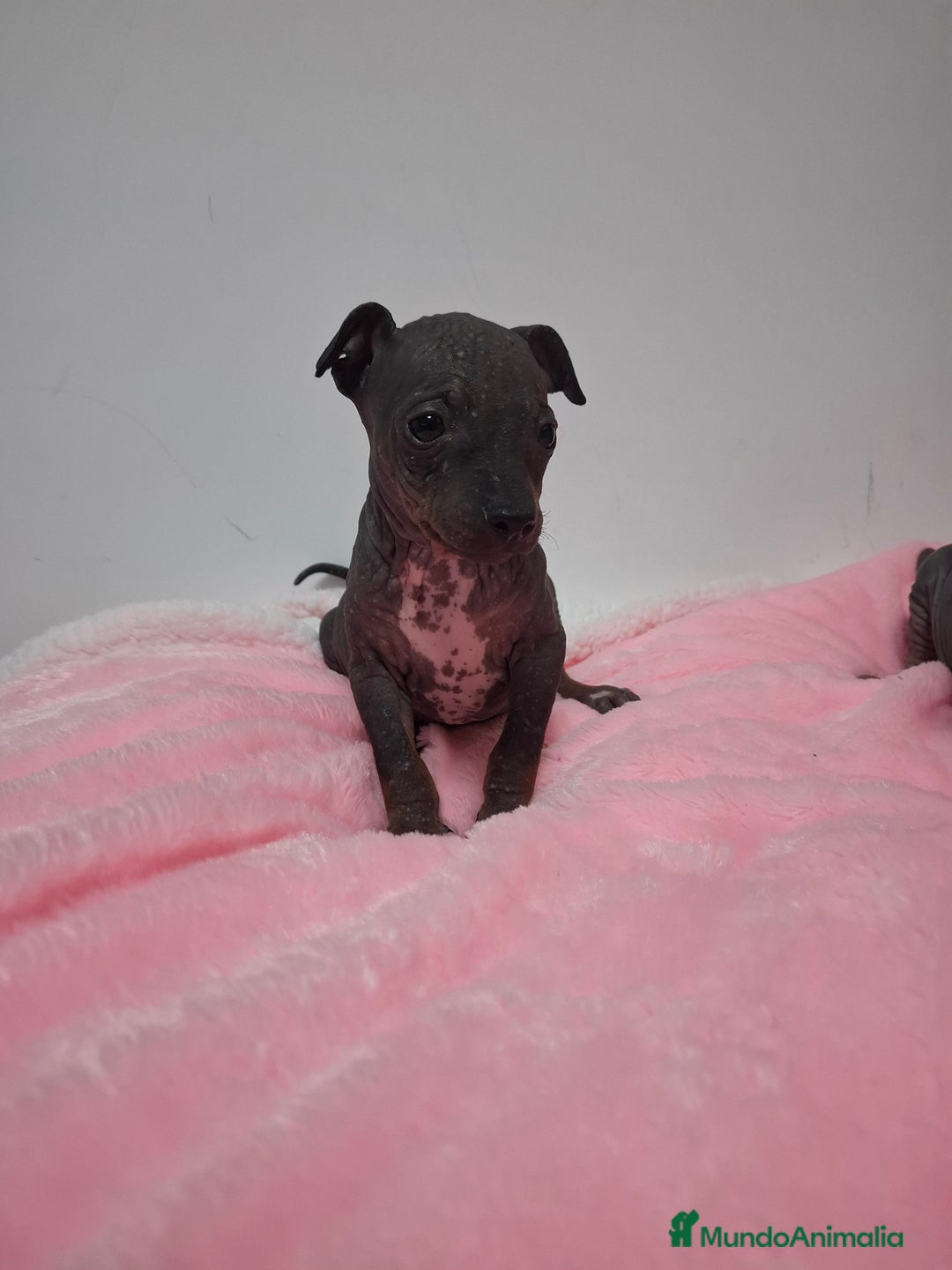 Perro Sin Pelo de Perú perros en venta: American hairles terrier  - Anuncio 4