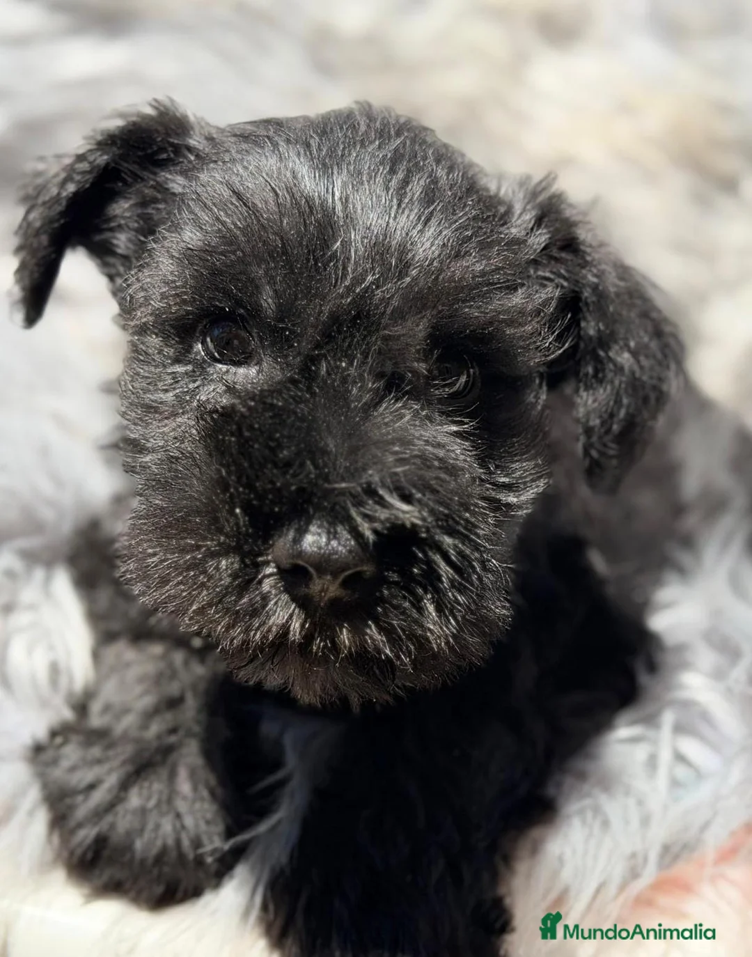 Schnauzer Miniatura perros en venta: SCHNAUZER MINIATURA NEGRO - Anuncio 5