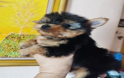 Yorkshire Terrier perros en venta: YORKSHIRE TOY MACHO CALIDAD  - Imagen 3