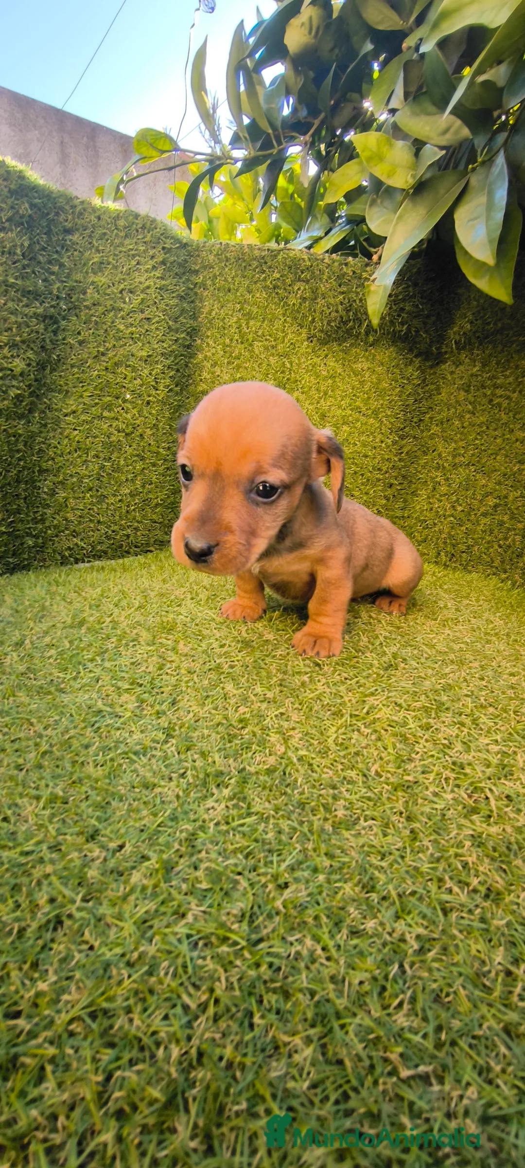 Teckel Miniatura perros en venta: camada teckel miniatura  - Anuncio 23