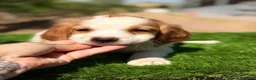 Épagneul Breton perros en venta: Breton hembra  - Anuncio 10