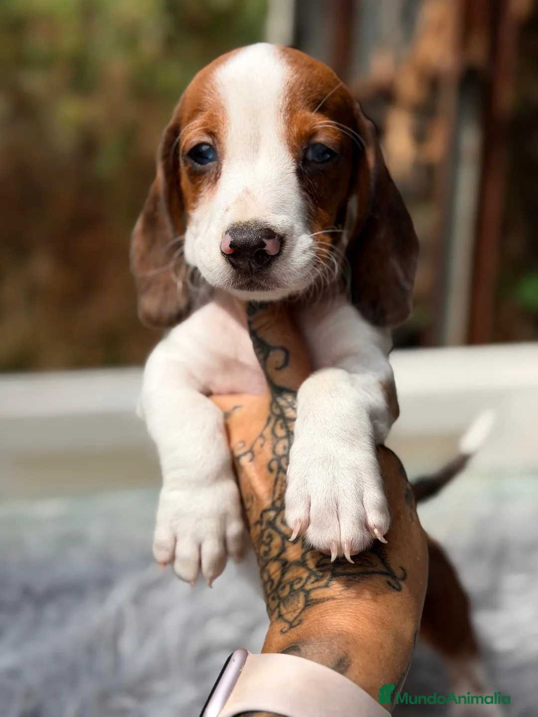 Teckel Miniatura perros en venta: TECKEL PIEBALD - Anuncio 2