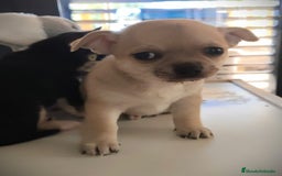 Chihuahua perros en venta: Chihuahua  - Anuncio 5