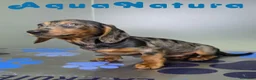 Teckel perros en venta: Teckel Macho de Kily y Luisiño 8171 - Anuncio 10