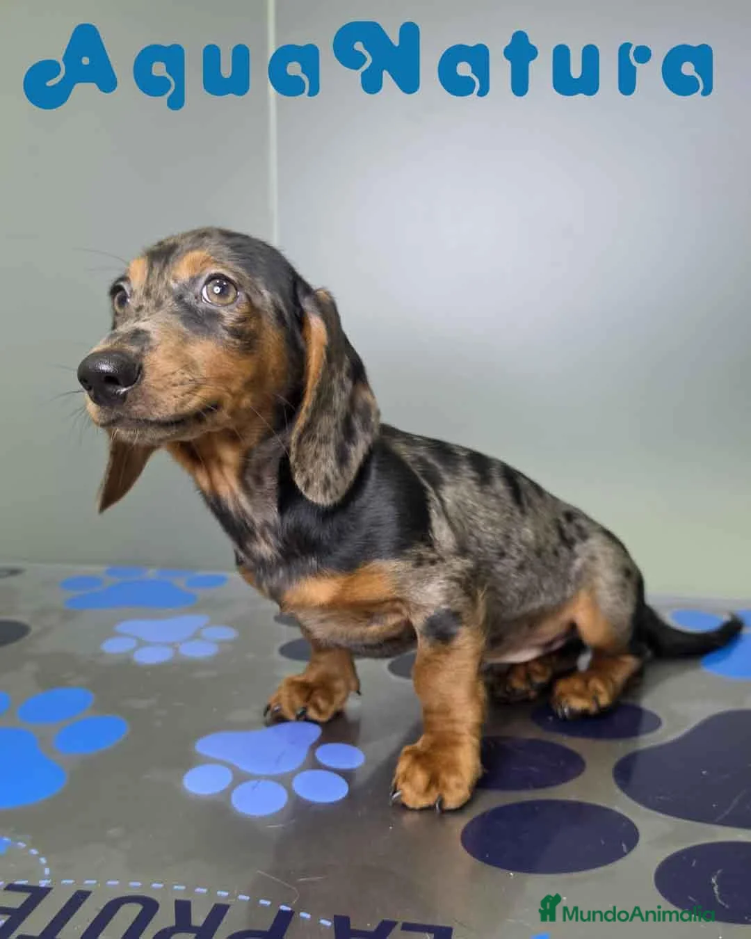 Teckel perros en venta: Teckel Macho de Kily y Luisiño 8171 - Anuncio 10