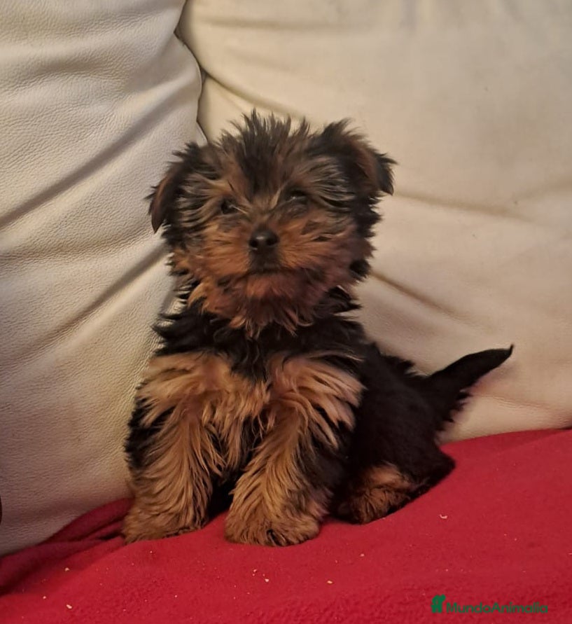 Yorkshire Terrier perros Yorkshire Terrier - Anuncio 2