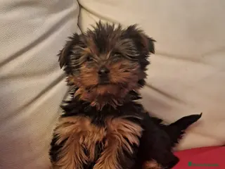 Yorkshire Terrier perros Yorkshire Terrier - Anuncio 2