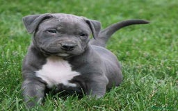 American Staffordshire-Terrier perros en venta: AMERICAN STAFFORD CRIADORES , 608 76 13 65 !! - Imagen 1