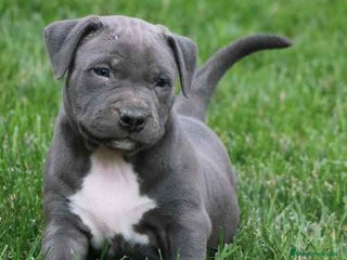 American Staffordshire-Terrier perros - Anuncio 7