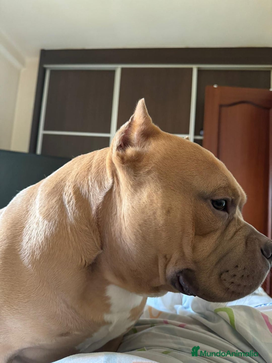 American Bully perros en venta: American Bully Macho - Imagen 4