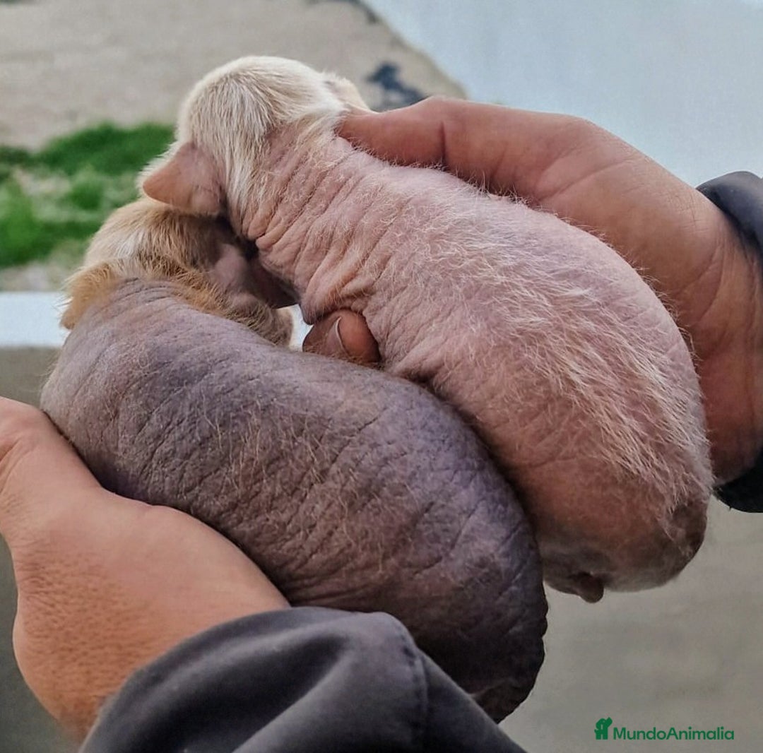 Perro Crestado Chino perros en venta: Crestado chino precio real - Anuncio 6