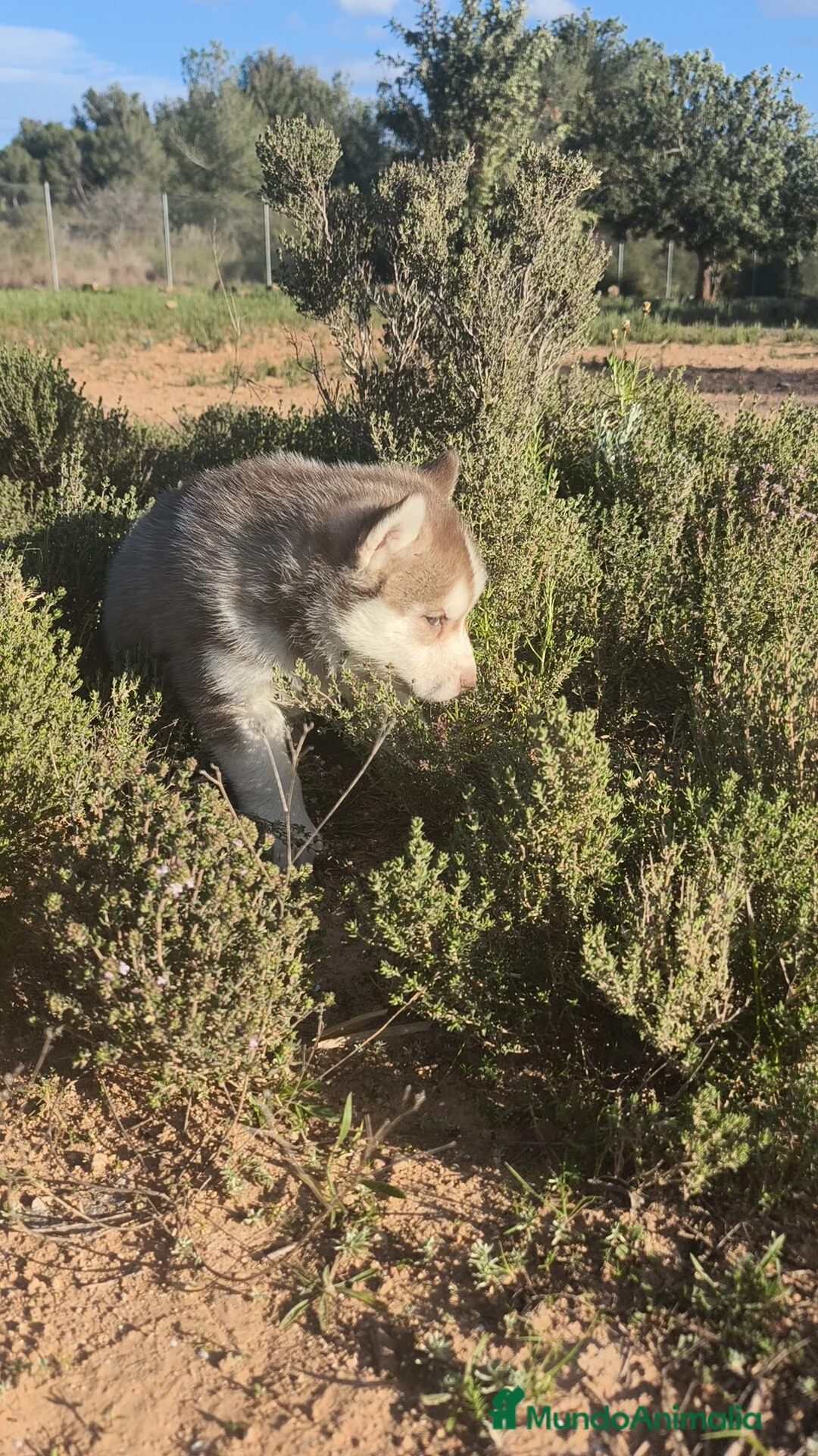 Husky Siberiano perros en venta: Husky SIBERIANO  - Anuncio 10
