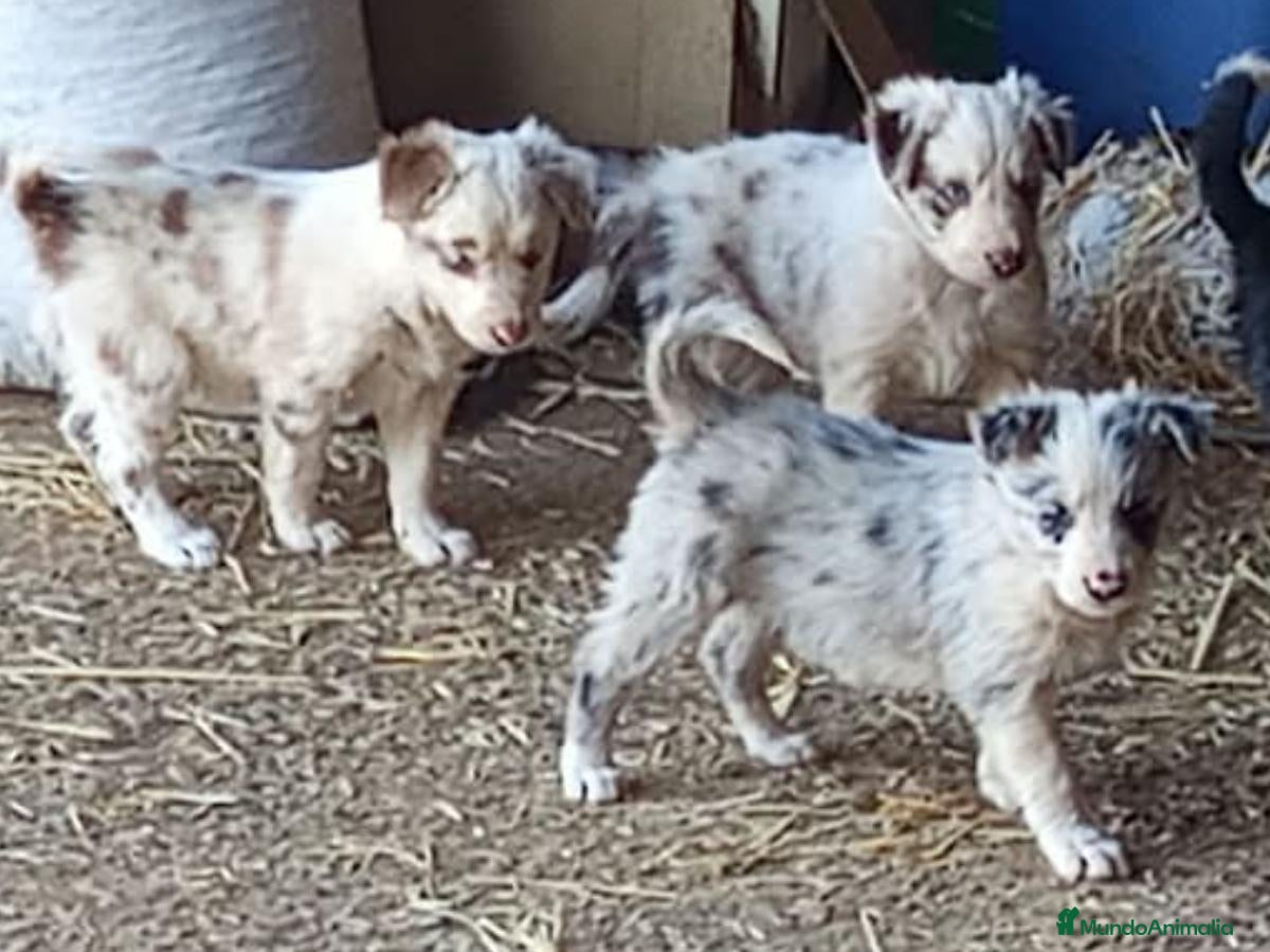 Border Collie perros Preciosos border collie Red y blue merle - Anuncio 1