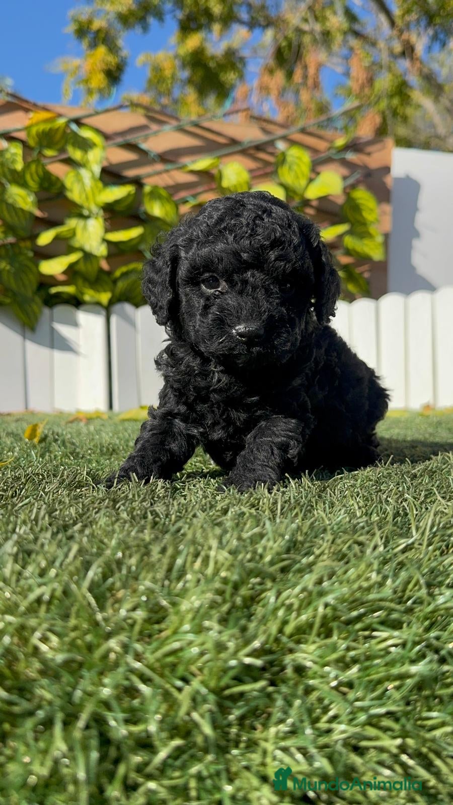 Caniche Toy perros CANICHE TOY HEMBRA - Anuncio 2