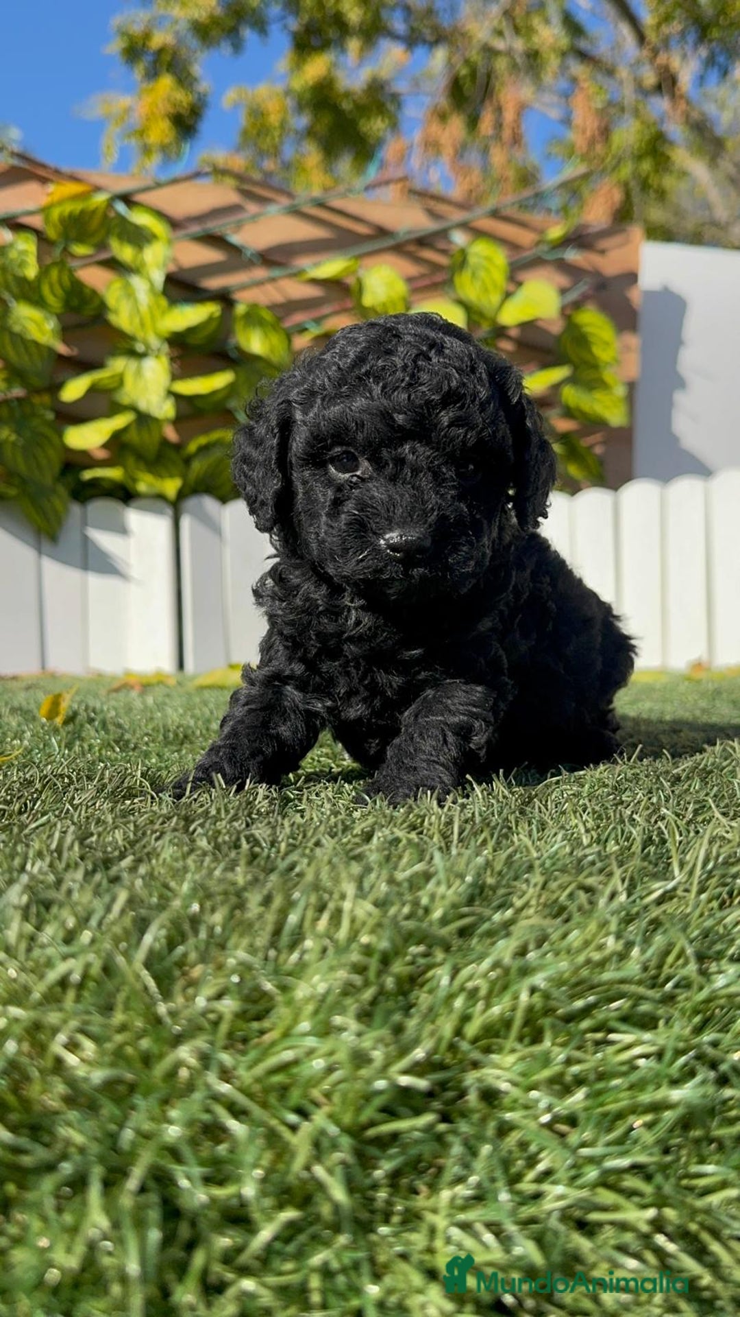 Caniche Toy perros en venta: CANICHE TOY HEMBRA - Anuncio 1