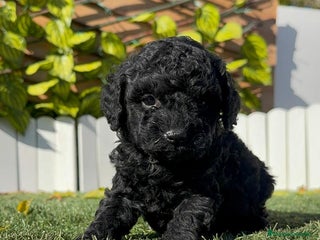 Caniche Toy perros CANICHE TOY HEMBRA - Anuncio 1