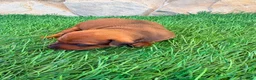Pinscher Miniatura perros en venta: Pinscher Miniatura roja - Anuncio 13