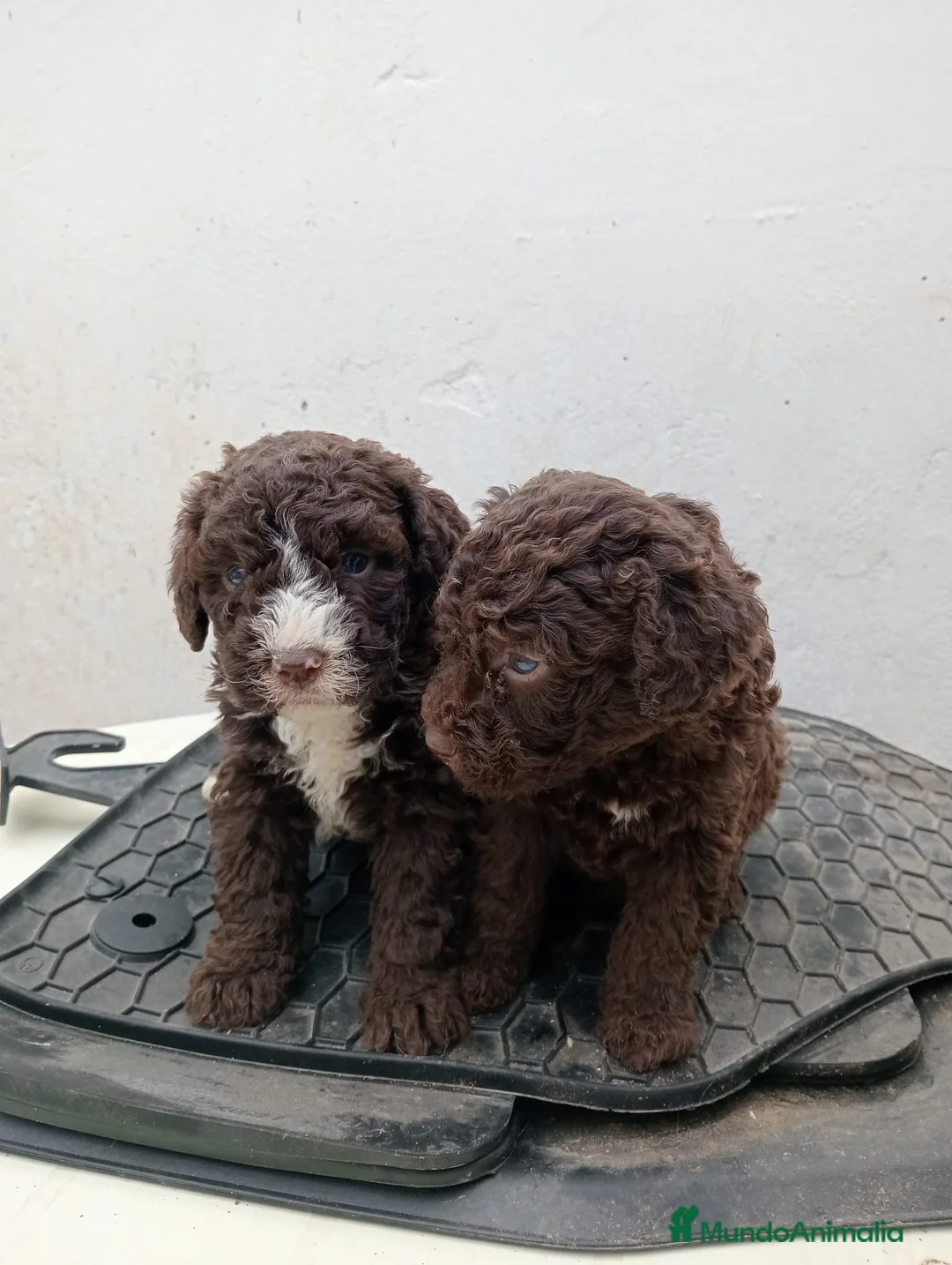 Perro de Agua Español perros en venta: Perro de agua  - Anuncio 5