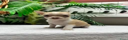 Chihuahua perros en venta:  CAMADA DE CHIHUAHUA – BLANCOS Y CANELA  - Anuncio 3