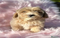 Maltipoo perros en venta: Maltipoo Apricot  - Imagen 1