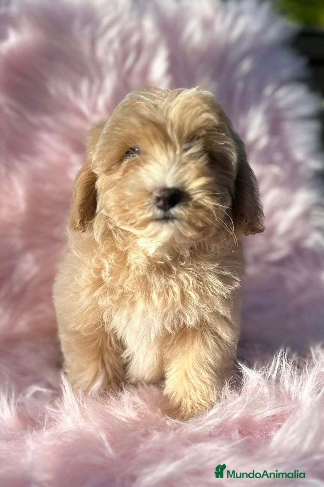 Maltipoo perros en venta: Maltipoo Apricot  - Imagen 1