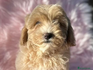 Maltipoo perros - Anuncio 6