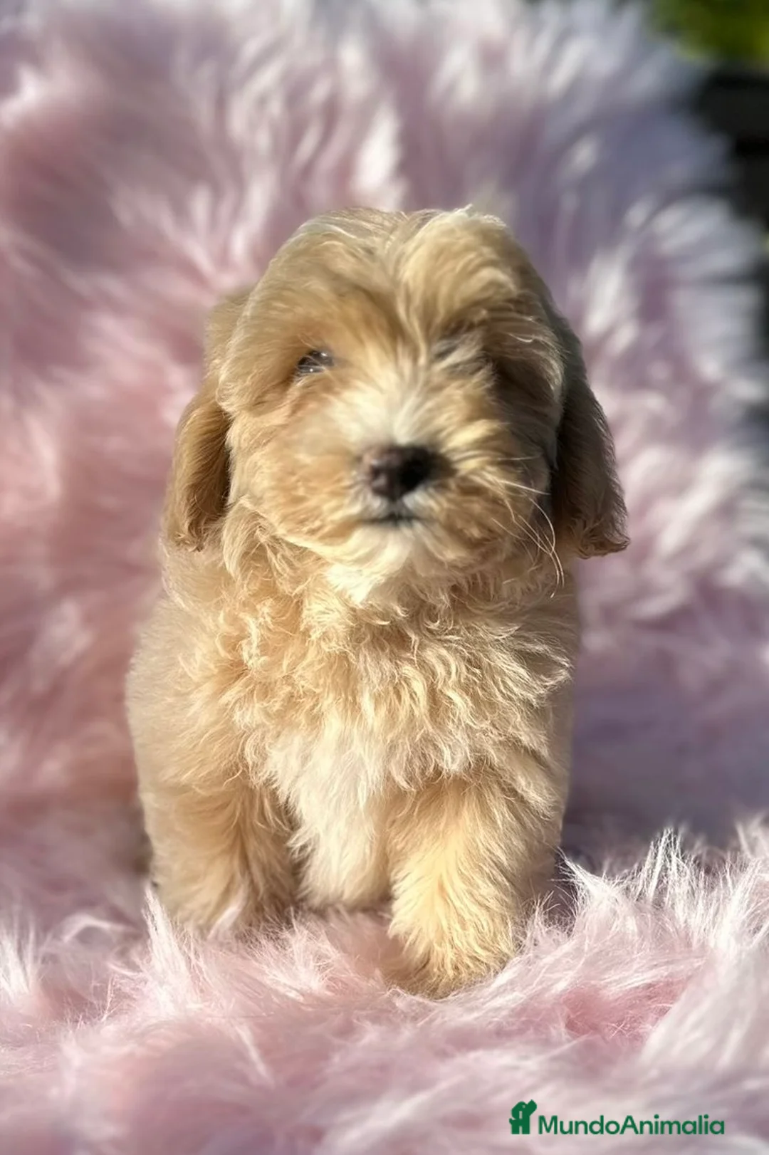 Maltipoo perros en venta: Maltipoo Apricot  - Anuncio 1