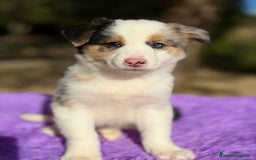 Border Collie perros en venta: Border collie merle  - Anuncio 7
