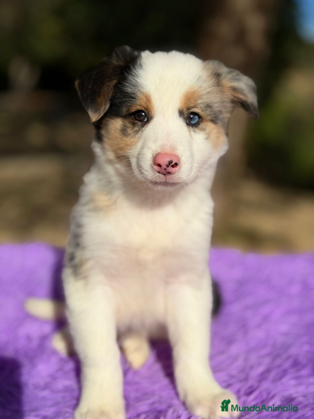 Border Collie perros en venta: Border collie merle  - Anuncio 7