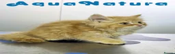 Persa gatos en venta: Persa Chinchilla Macho 6791 AQUANATURA - Anuncio 5