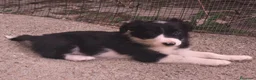 Border Collie perros en venta: Cachorros border collie puros! 2 meses - Anuncio 1