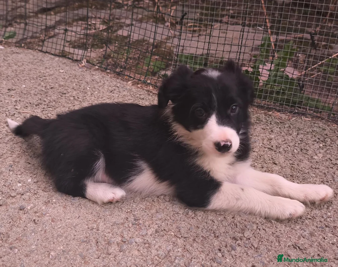 Border Collie perros en venta: Cachorros border collie puros! 2 meses - Anuncio 1