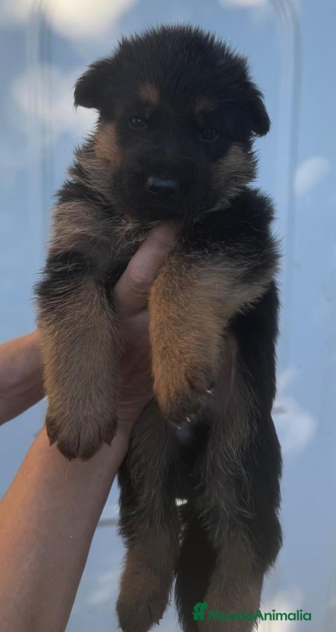 Pastor Alemán perros Cachorros pastor alemán  - Anuncio 4