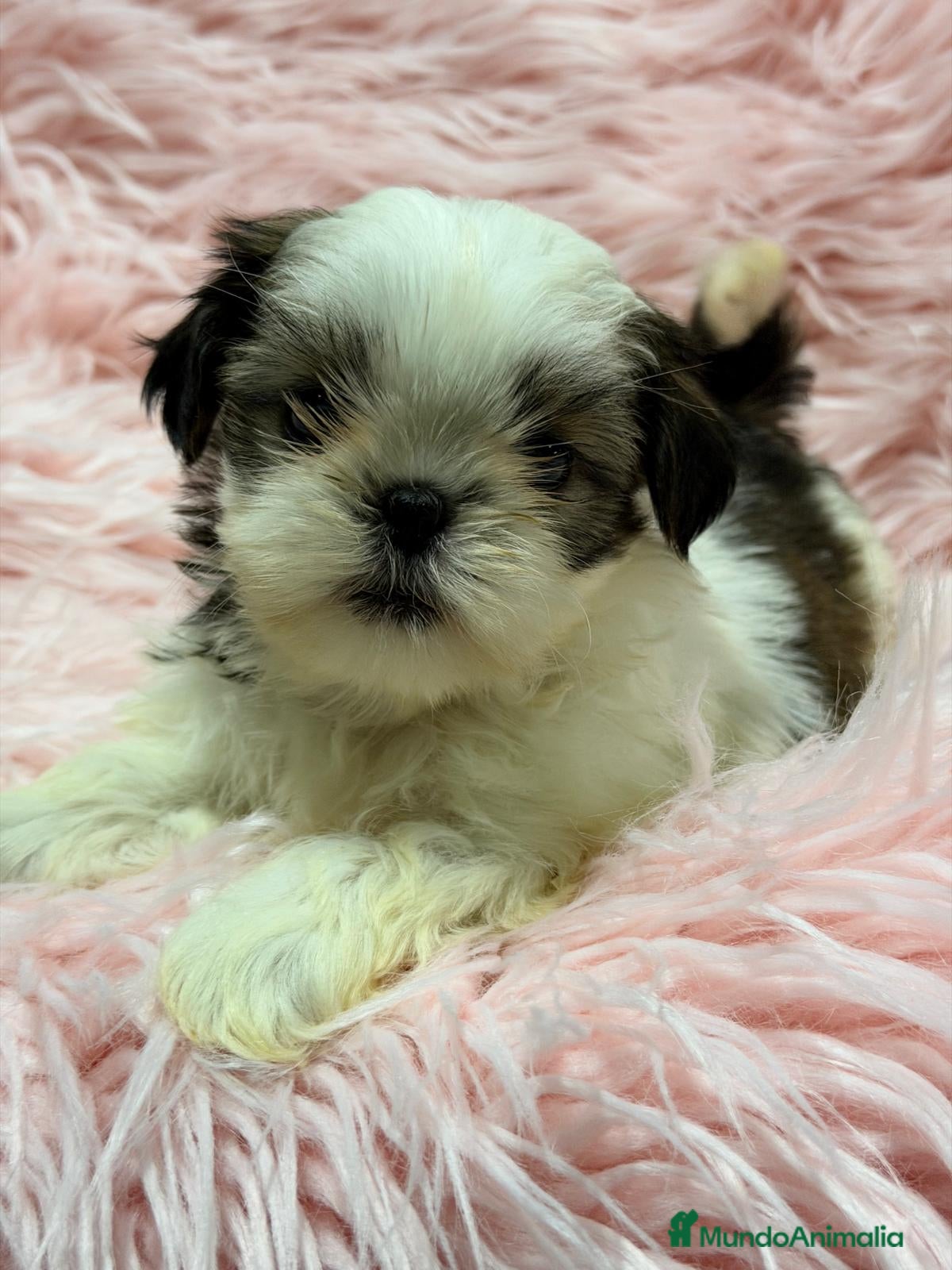 Shih Tzu perros SHIH TZU  - Anuncio 3
