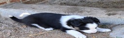 Border Collie perros en venta: Boder collie Getafe  - Anuncio 4