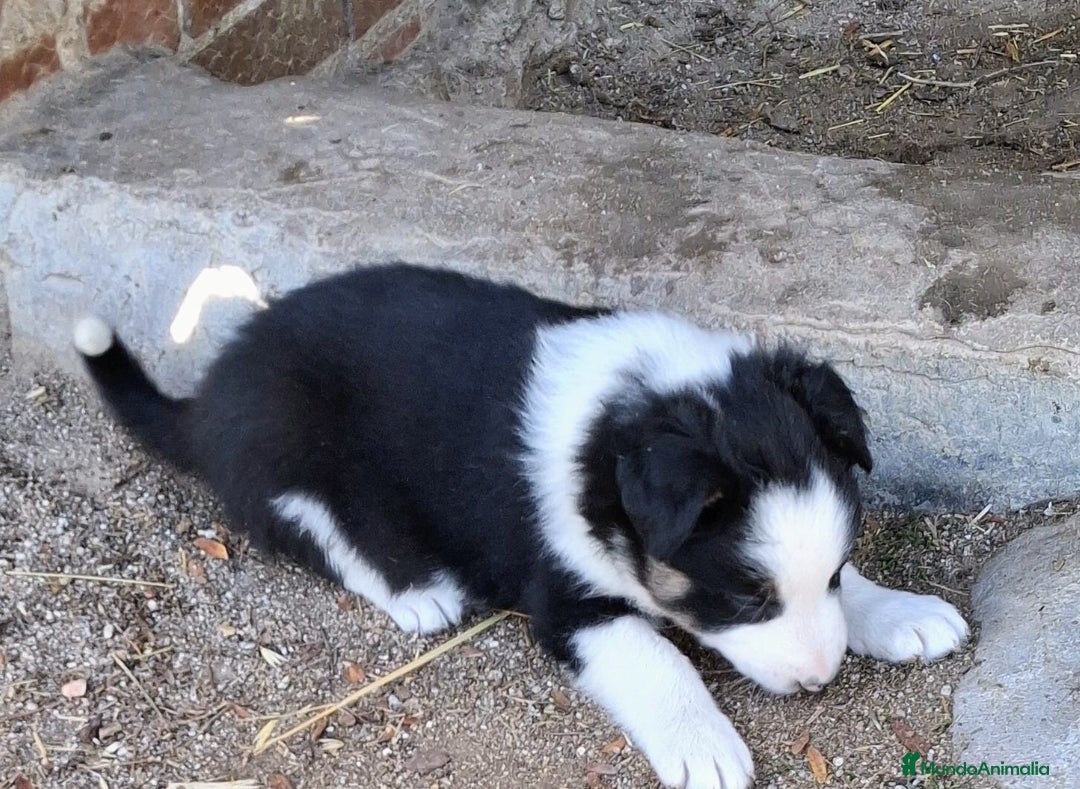 Border Collie perros en venta: Boder collie Getafe  - Anuncio 4