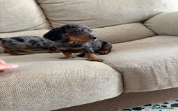 Teckel Miniatura perros en venta: Teckels miniatura y kaninchen  - Imagen 1