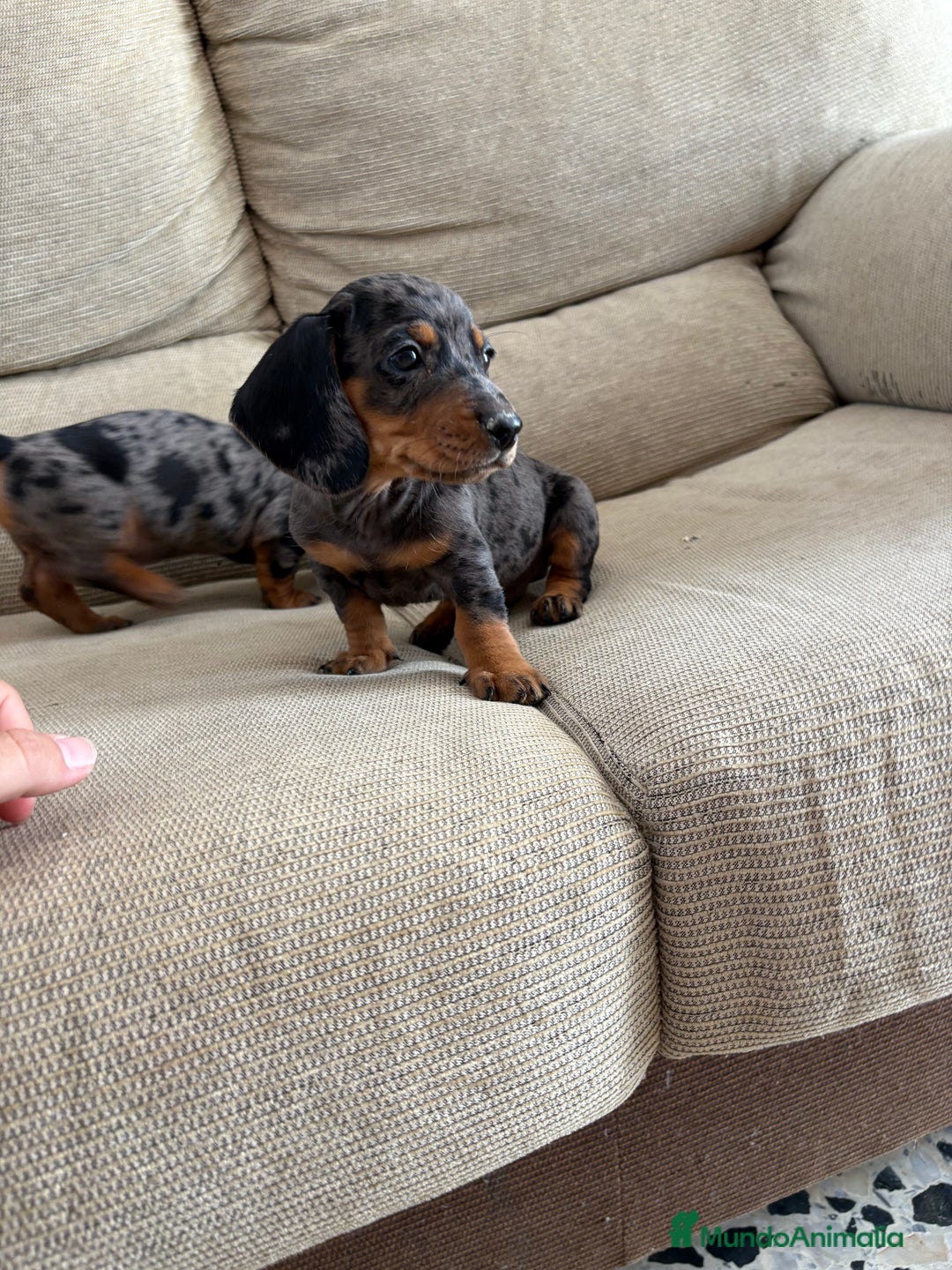 Teckel Miniatura perros en venta: Teckels miniatura y kaninchen  - Imagen 1