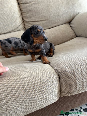 Teckel Miniatura perros - Anuncio 13