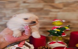 Pomerania perros en venta: CAMADA DE POMERANIA TOY  - Anuncio 1