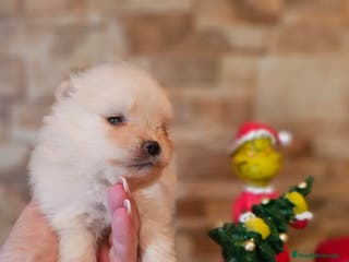 Pomerania perros CAMADA DE POMERANIA TOY - Anuncio 33