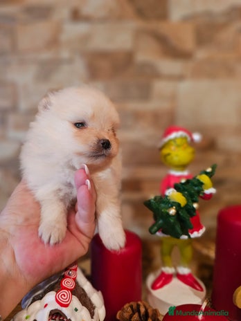 Pomerania perros CAMADA DE POMERANIA TOY - Anuncio 2