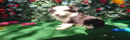 Border Collie perros en venta: Borde collie  - Anuncio 5