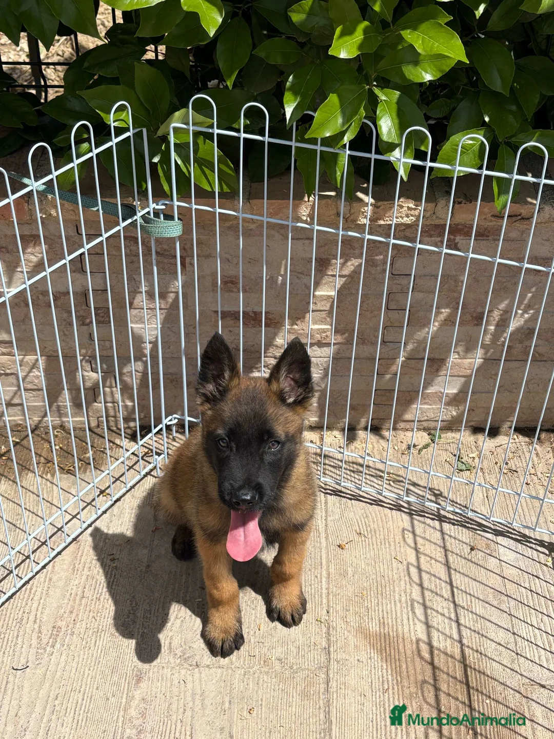 Pastor Belga Malinois perros en venta: Pastor Belga Malinois  - Anuncio 1