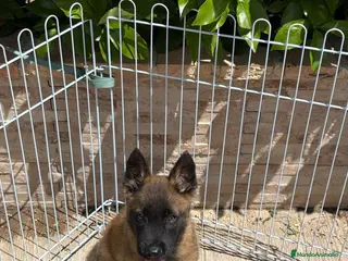 Pastor Belga Malinois perros Pastor Belga Malinois - Anuncio 4